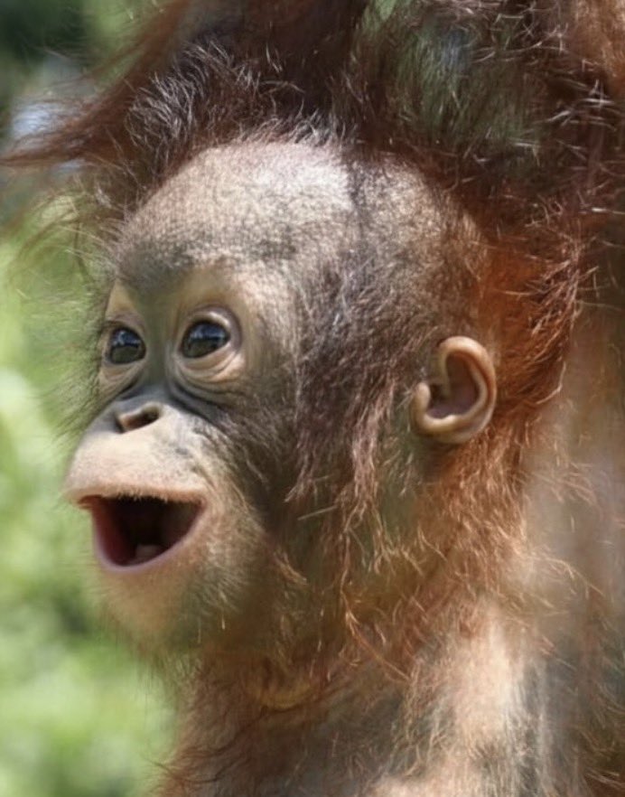 crazy azz orange boy tweet media