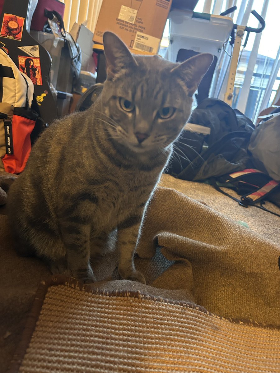 arvo färt tweet media