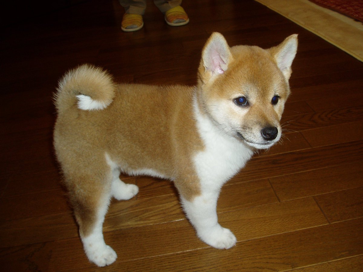 柴犬こむぎ17歳🌈お空組 tweet media