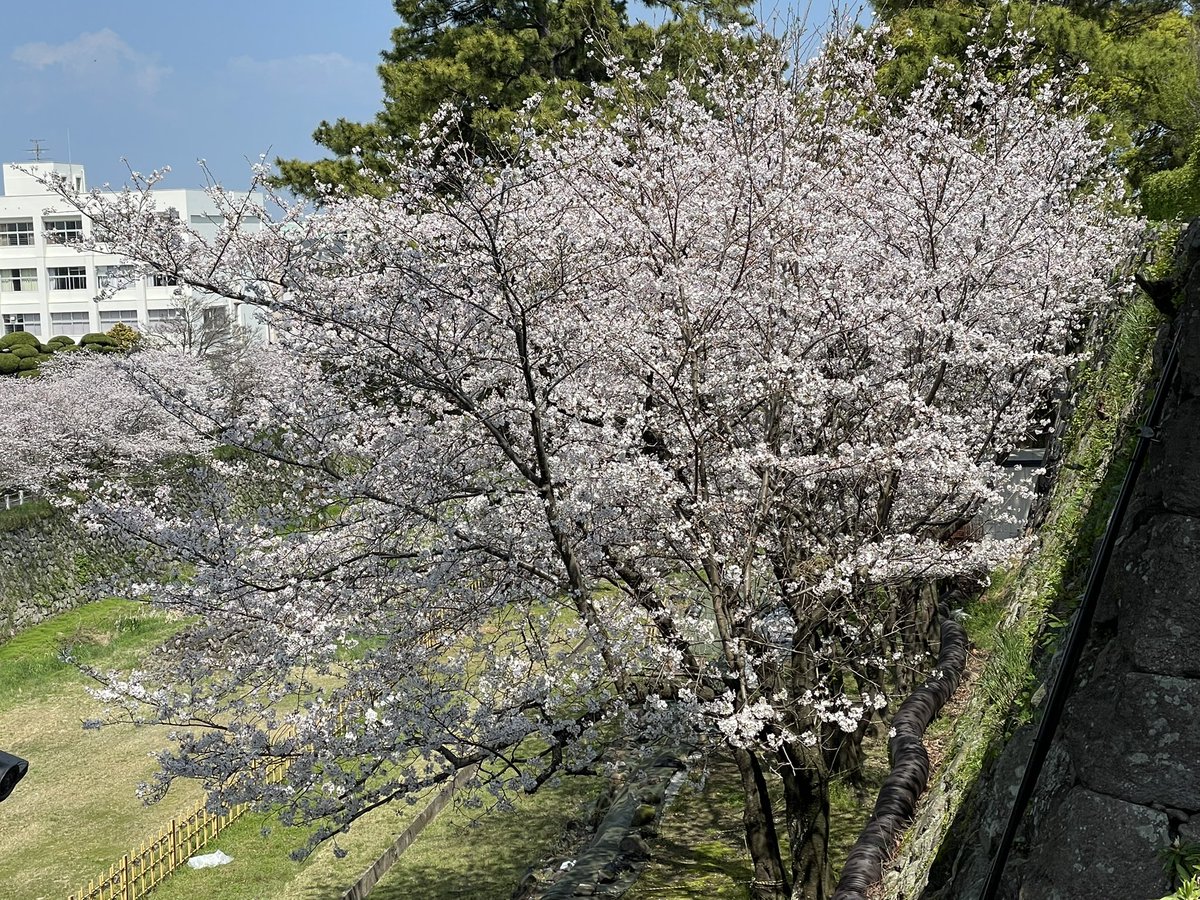 ShimabaraCastle's tweet photo. 島原城堀端の桜🌸

本日4月2日より【満開】とさせていただきます✨

#島原市 #島原城 #桜 #ソメイヨシノ #japantrip https://t.co/bakRUKjeWP