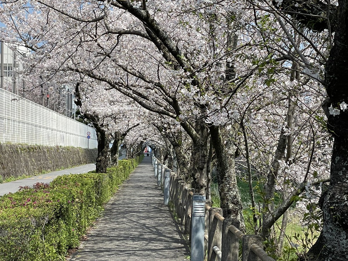 ShimabaraCastle's tweet photo. 島原城堀端の桜🌸

本日4月2日より【満開】とさせていただきます✨

#島原市 #島原城 #桜 #ソメイヨシノ #japantrip https://t.co/bakRUKjeWP