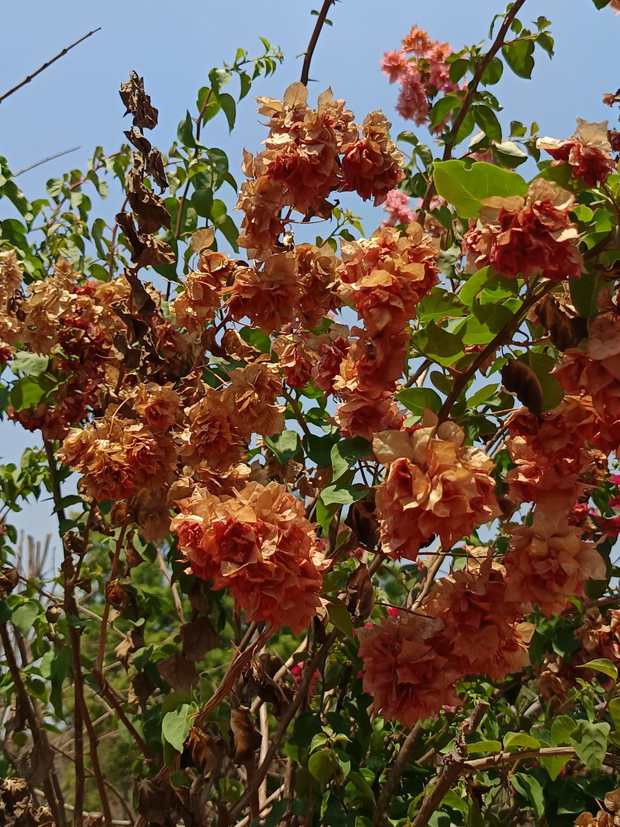 Bougainvillea 🤎 🩷