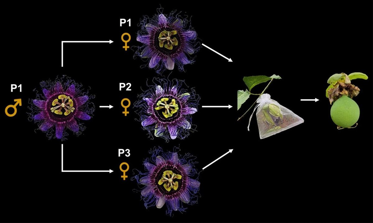 日本植物学会 tweet media