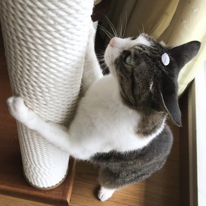 にゃぱねっと♂ tweet media