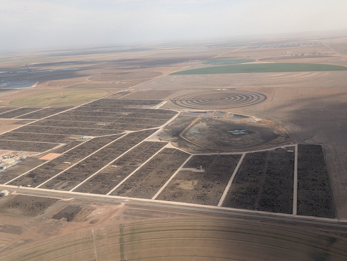 Cattle Mafia ®️ tweet media