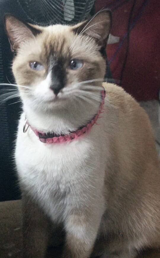 Alerta me perdi tweet media