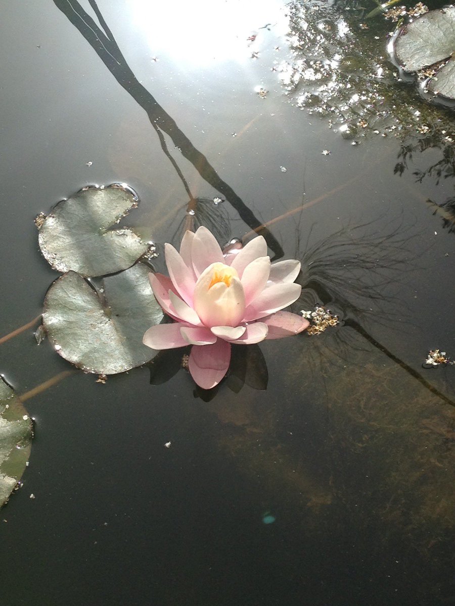 ddaya333's tweet image. 불교박람회 가고 싶은 마음을
달래줄 연꽃 사진 모음 🪷📿
#Lotus