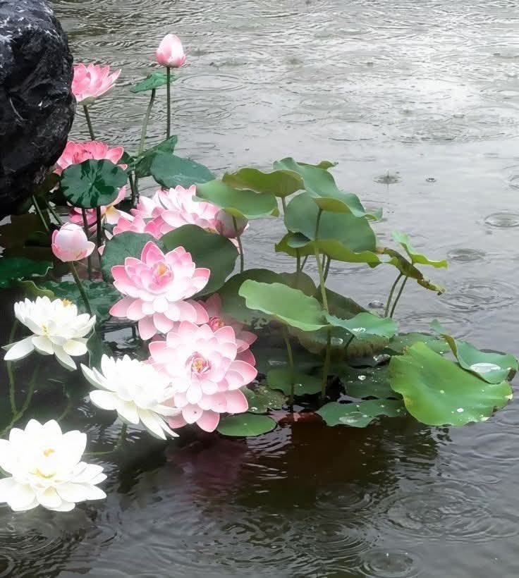 ddaya333's tweet image. 불교박람회 가고 싶은 마음을
달래줄 연꽃 사진 모음 🪷📿
#Lotus