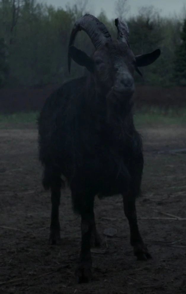 Diocletian tweet media