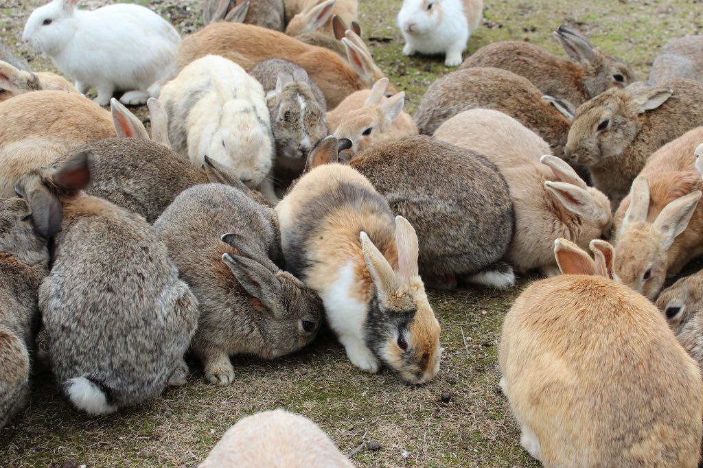 🇯🇵星空音夢🇯🇵 tweet media