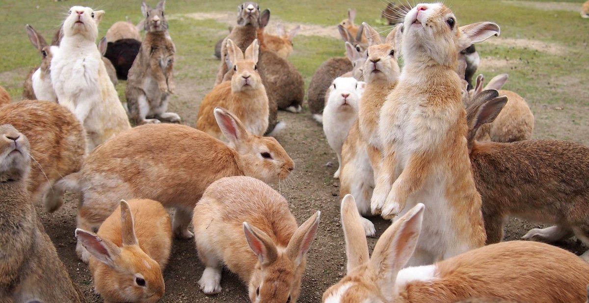 🇯🇵星空音夢🇯🇵 tweet media