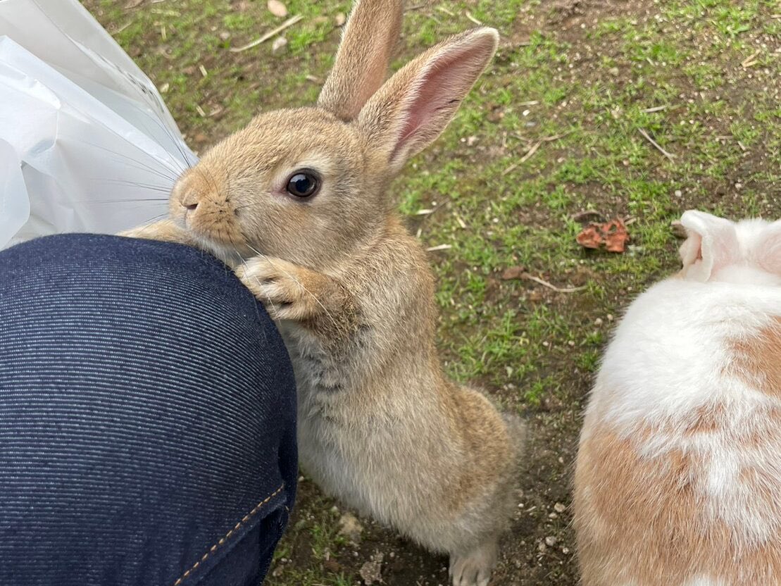 🇯🇵星空音夢🇯🇵 tweet media