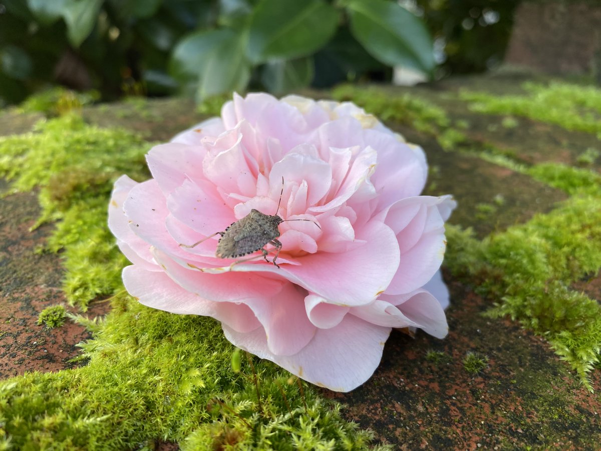 SattvaPublish's tweet image. All my adult life I have deplored violence &amp;amp; war as instruments for achieving solutions to mankind’s problems. 

I am firmly committed to the creative power of #nonviolence as the force which is capable of winning lasting &amp;amp; meaningful brotherhood &amp;amp; peace.

~ Dr. Martin Luther