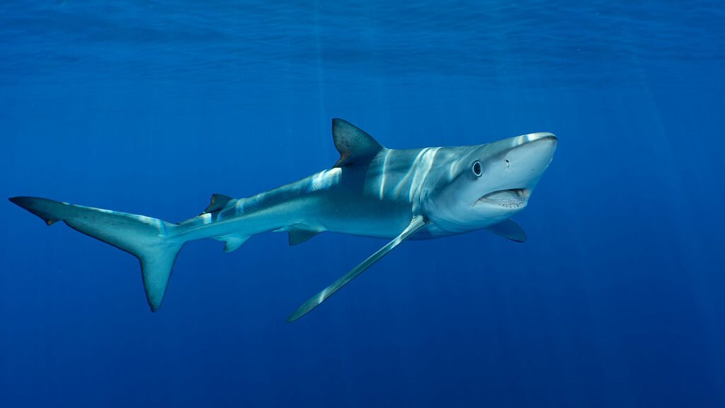 🍎Totally not Mari ⋆˚꩜｡ tweet media