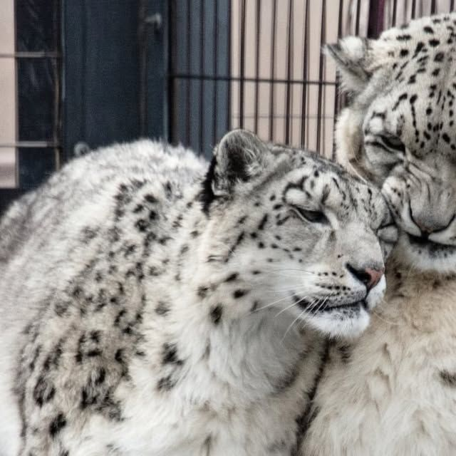 woof "pronouns" woofington tweet media