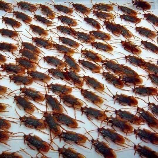 E L H A M tweet media