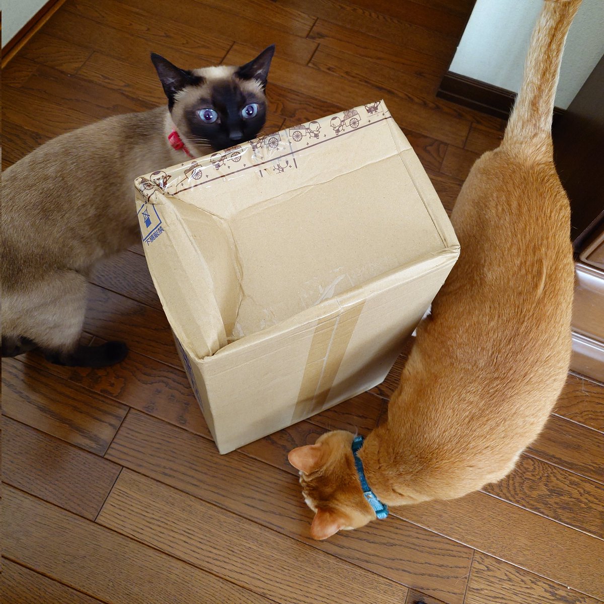 ふじたさとみ【猫フレーム】羊毛フェルト tweet media