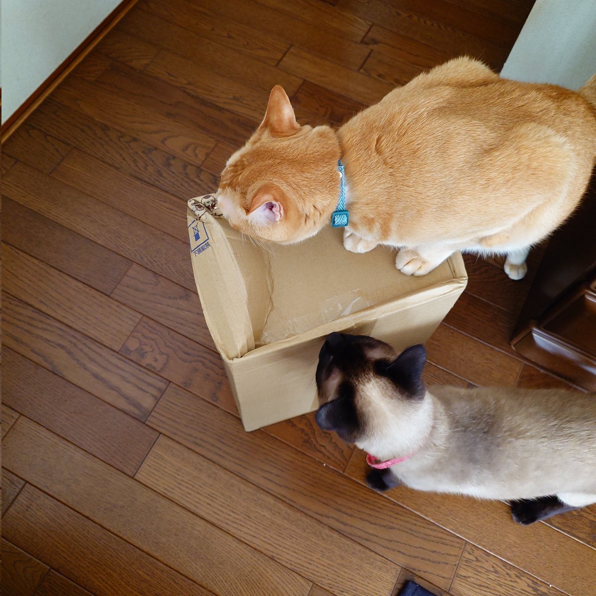 ふじたさとみ【猫フレーム】羊毛フェルト tweet media