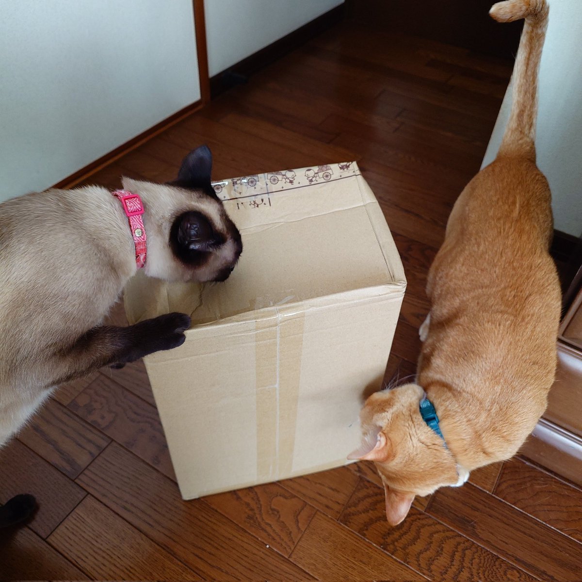 ふじたさとみ【猫フレーム】羊毛フェルト tweet media