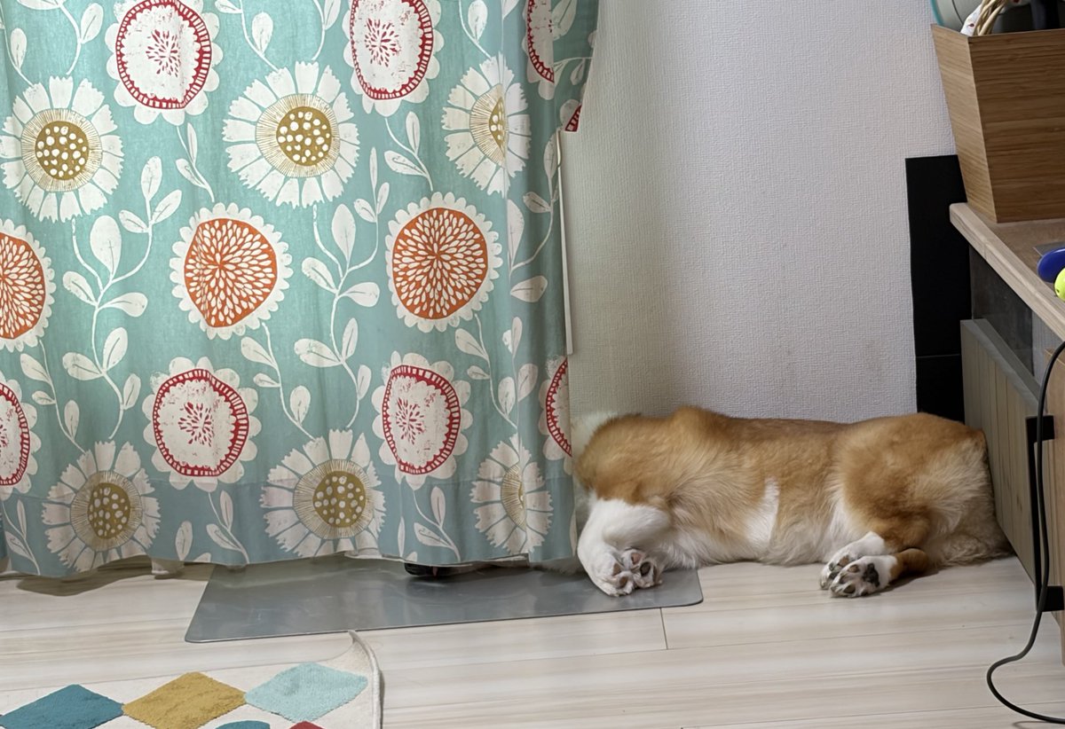 いのすけ🔅 tweet media