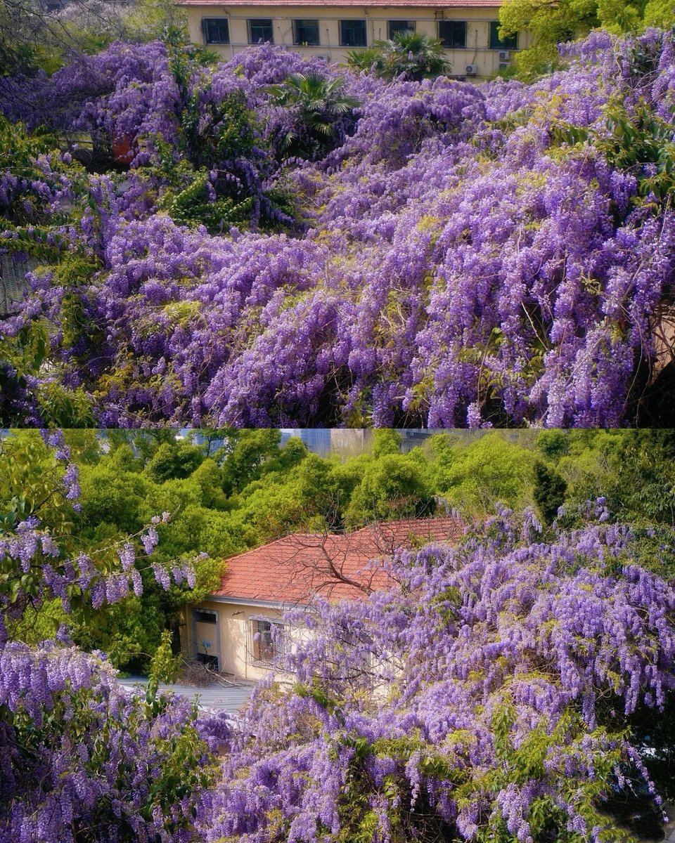 HelloHubei tweet media