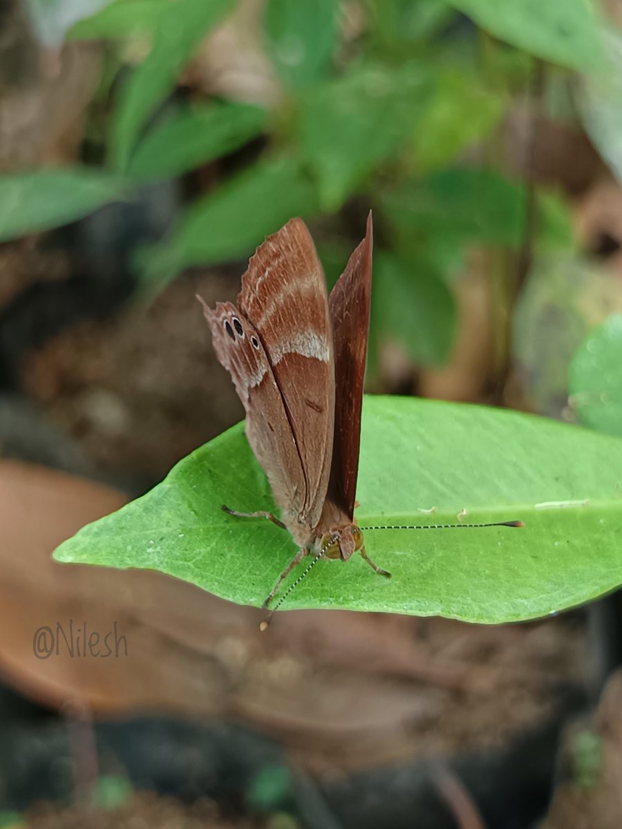 Abisara echerius
Plum Judy butterfly

#तितली_यात्रा