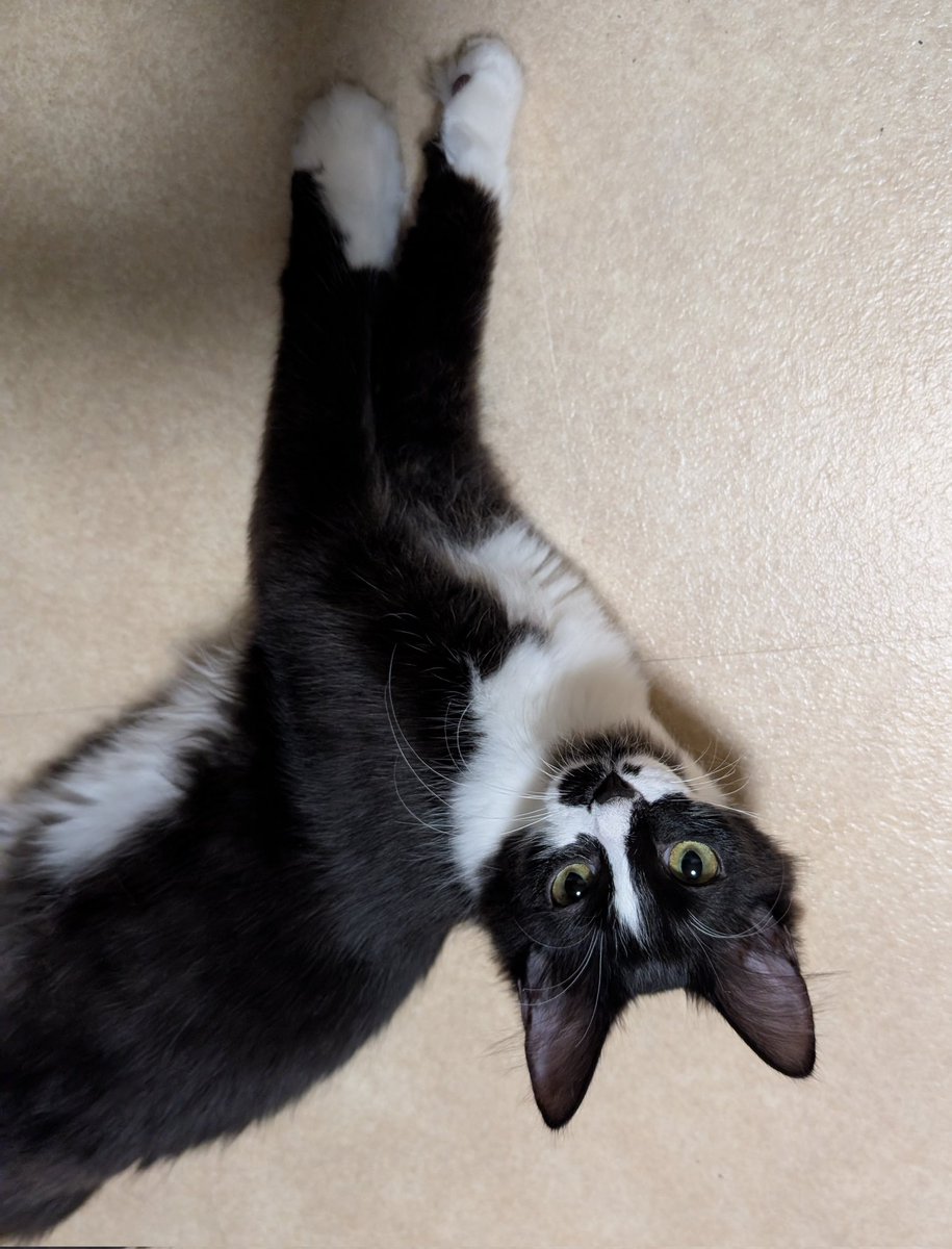 まみむ🐢もままん tweet media