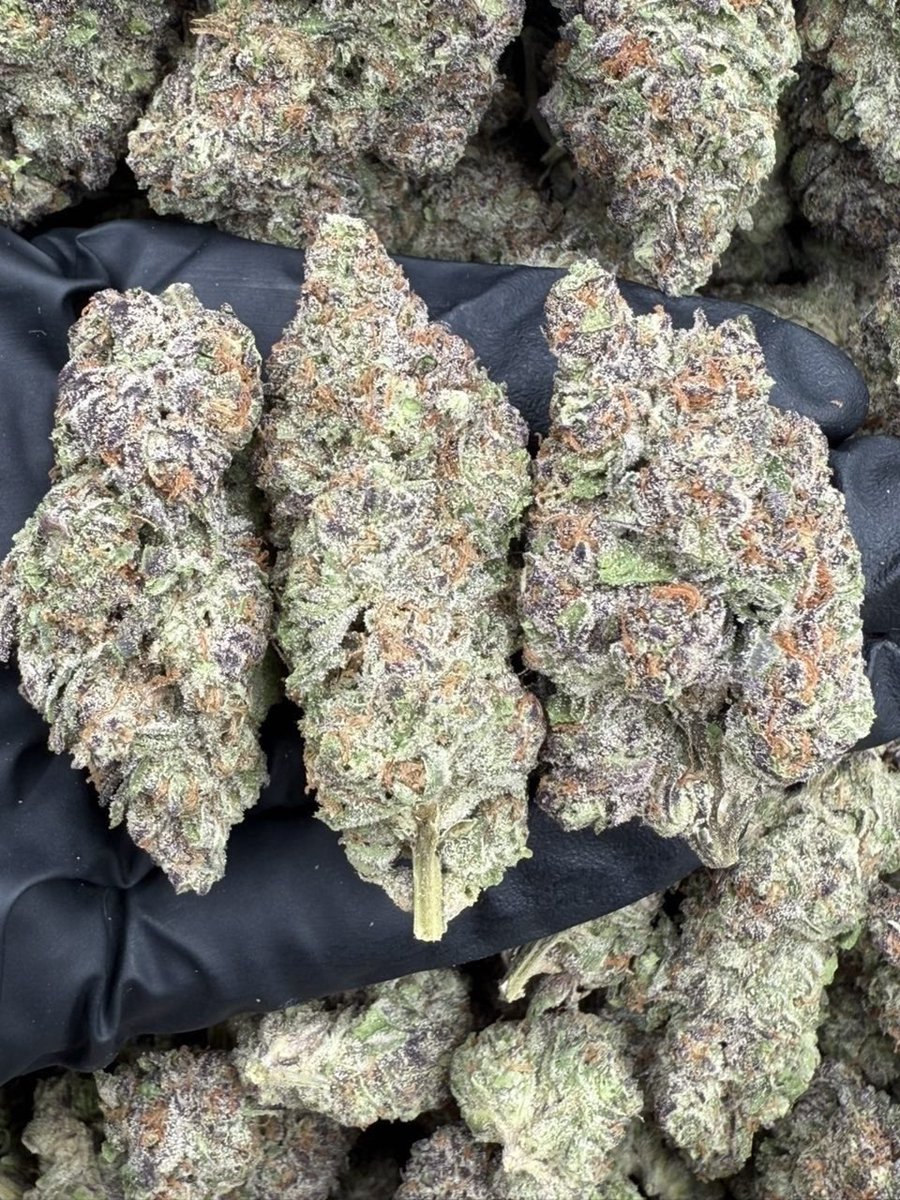 ExoticZaUS's tweet photo. Jealousy x Kush Mints ๐ฟโ๏ธ smooth, minty, and hits clean tried it?
#Jealousy #KushMints #420Life https://t.co/HX61nNq86R