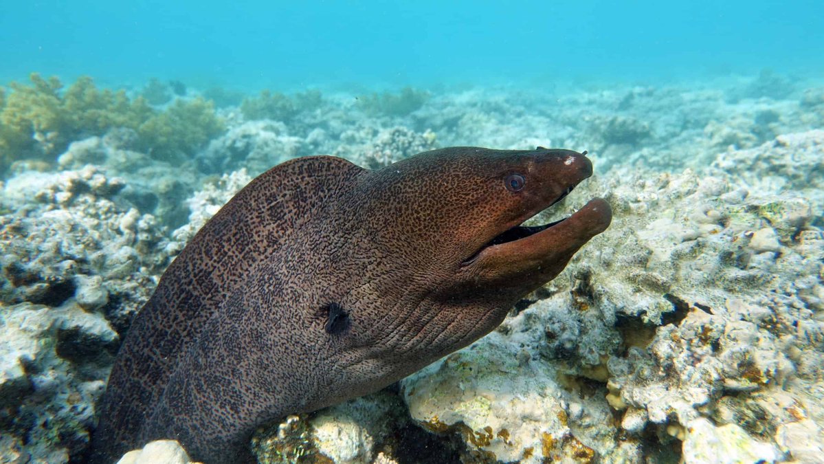 🍎Totally not Mari ⋆˚꩜｡ tweet media