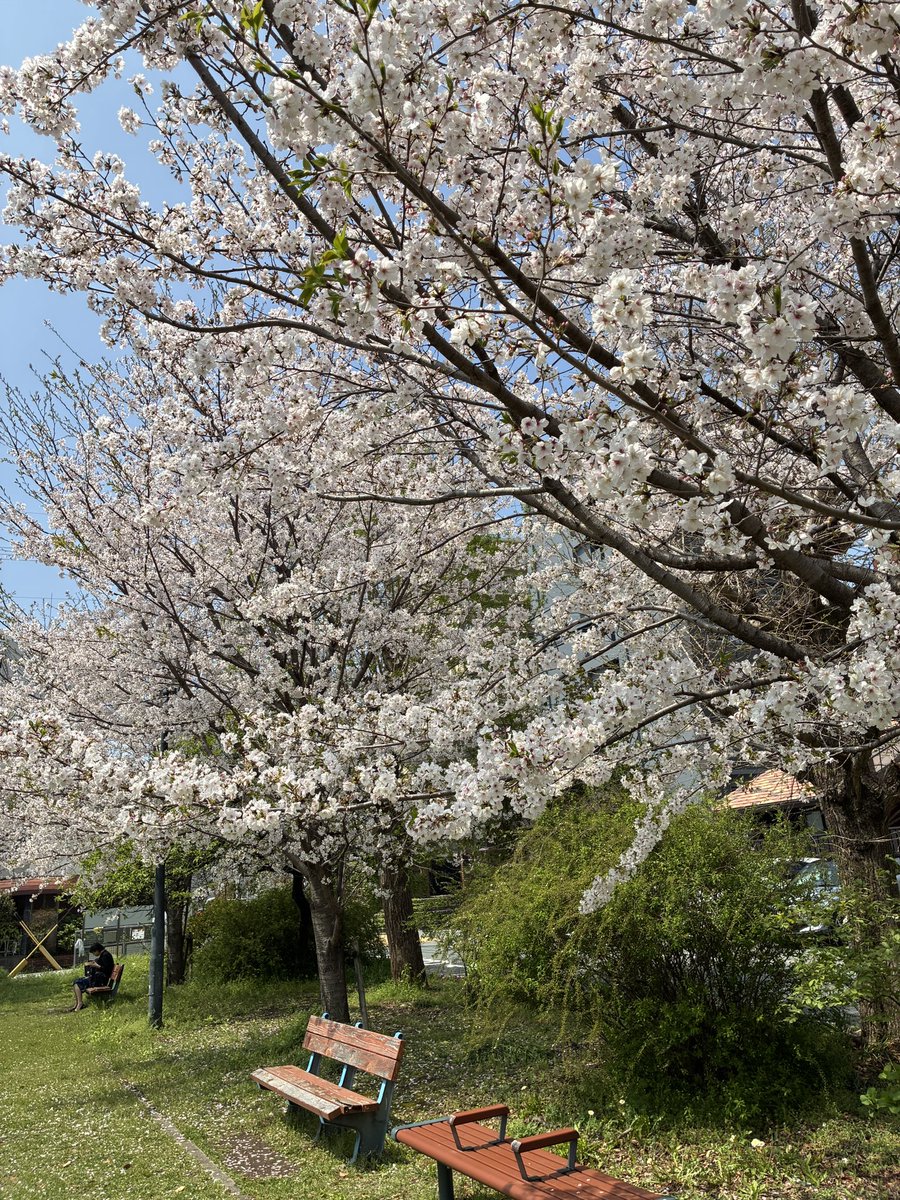 Lizard_tw＠🐱 tweet media