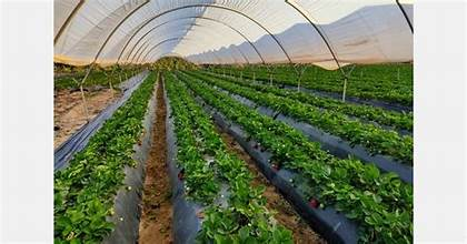 Judyth Vary Baker tweet media