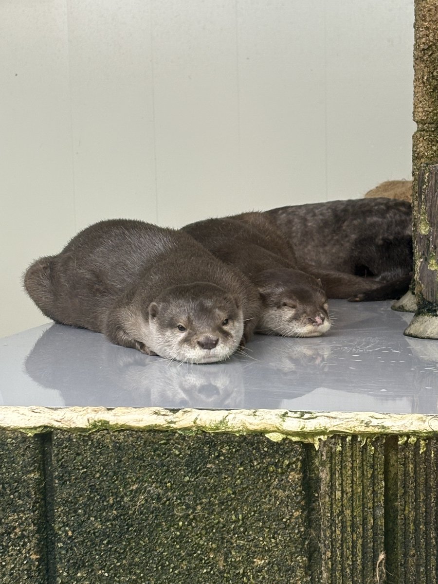 越前松島水族館 tweet media