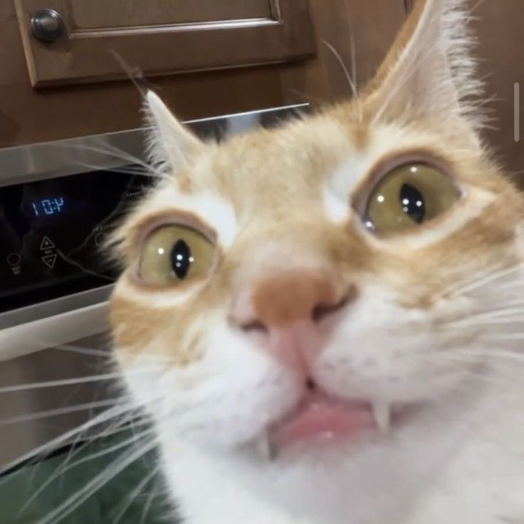 spreen as cats 🐈⬛ tweet media