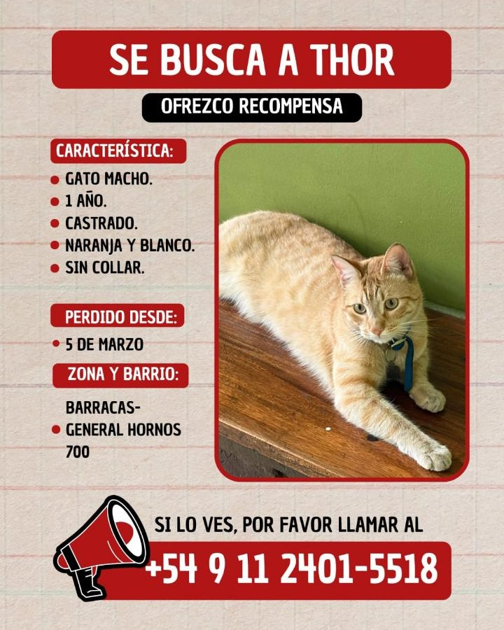 #PerdiamigatoFDG
GATITO PERDIDO EN BARRACAS!
CONTACTO EN LA FOTO
#gatitosperdidos