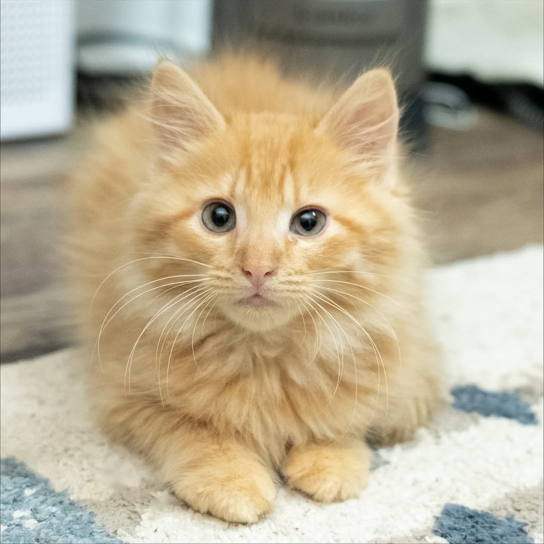 Cats of Meow York. tweet media