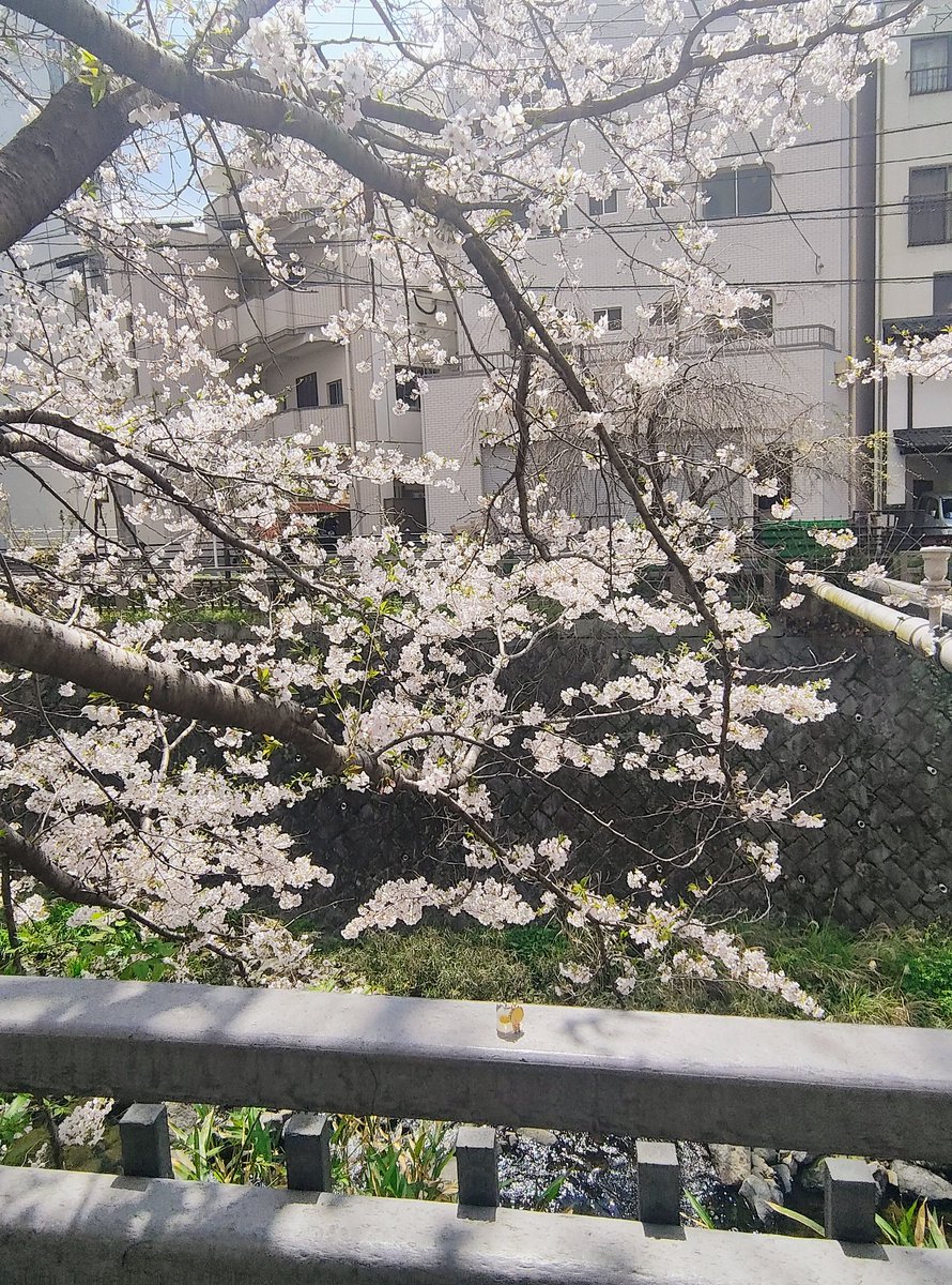 miurah197 tweet media