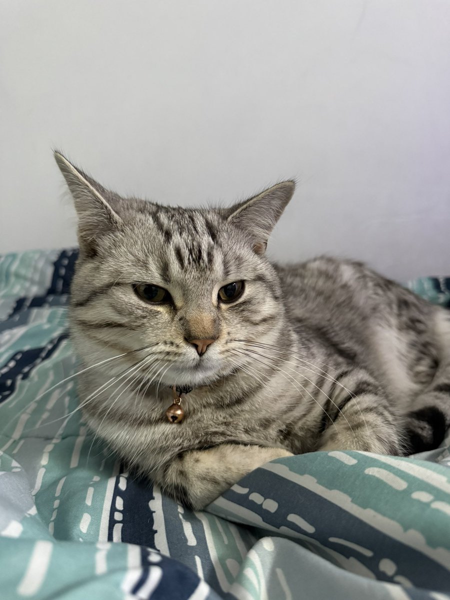 moha🇹🇳 tweet media