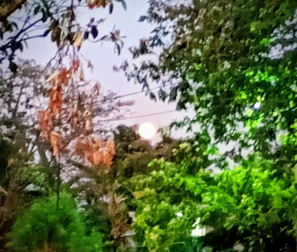 Roxana Rodríguez  tweet media