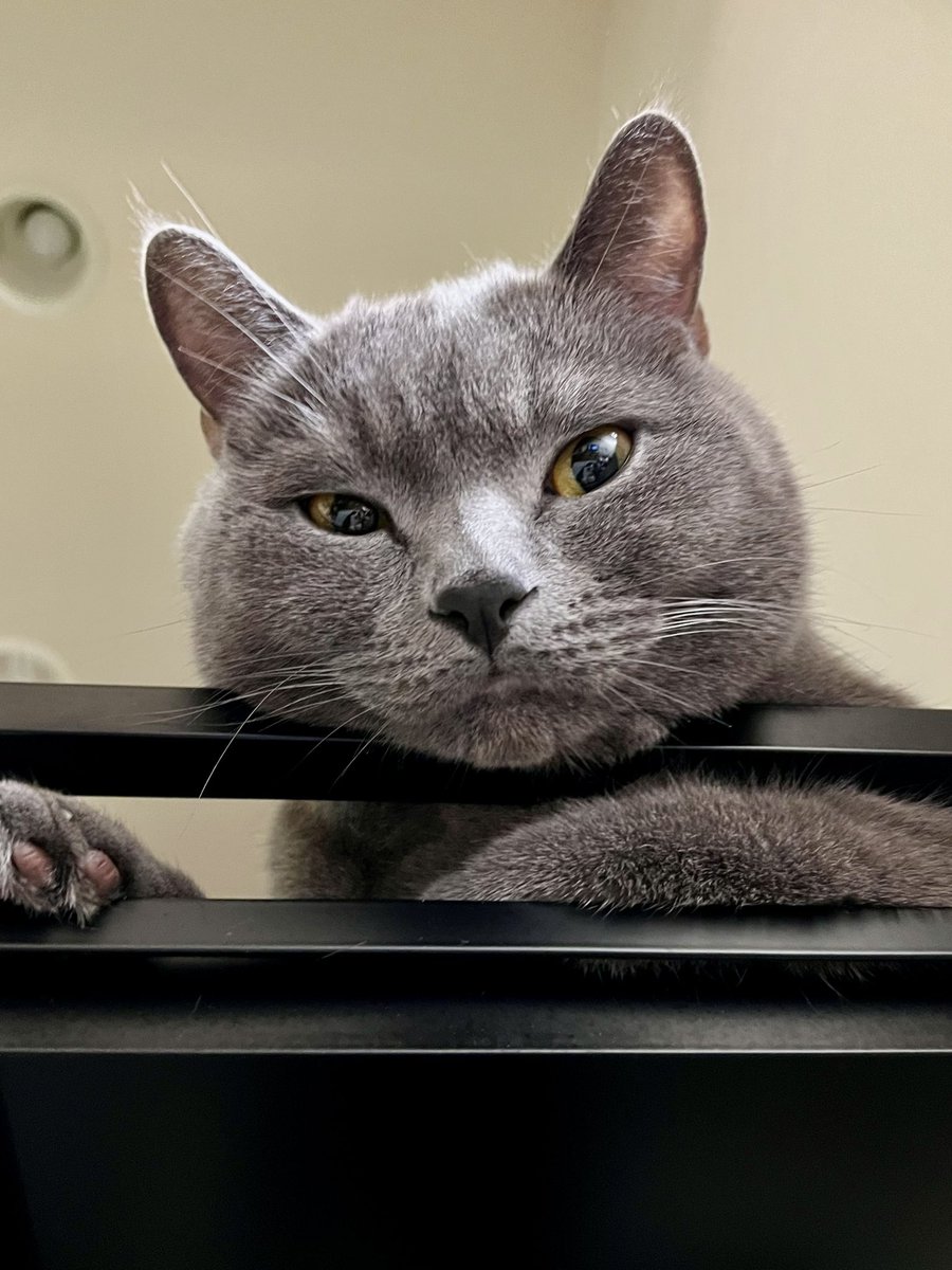 ブリオくんは猫なのさ tweet media