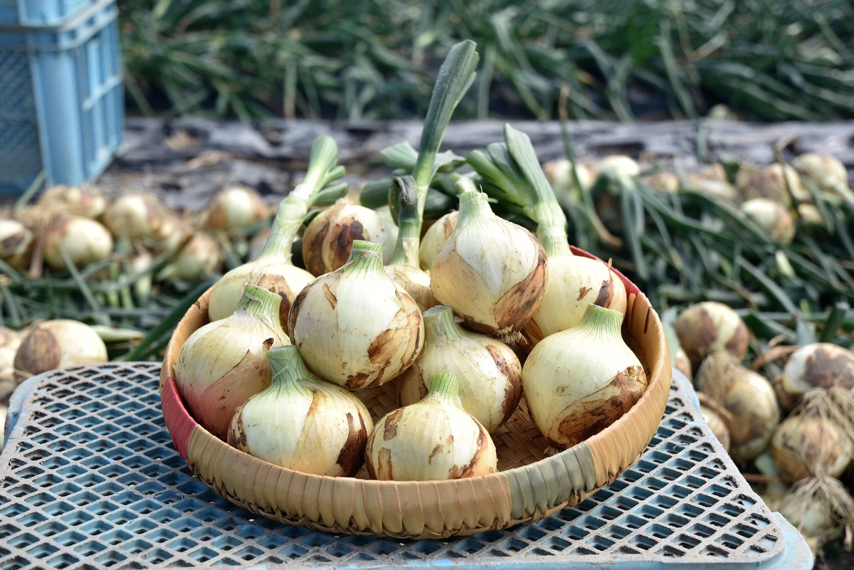 JAあいち中央（あいち中央農業協同組合） tweet media