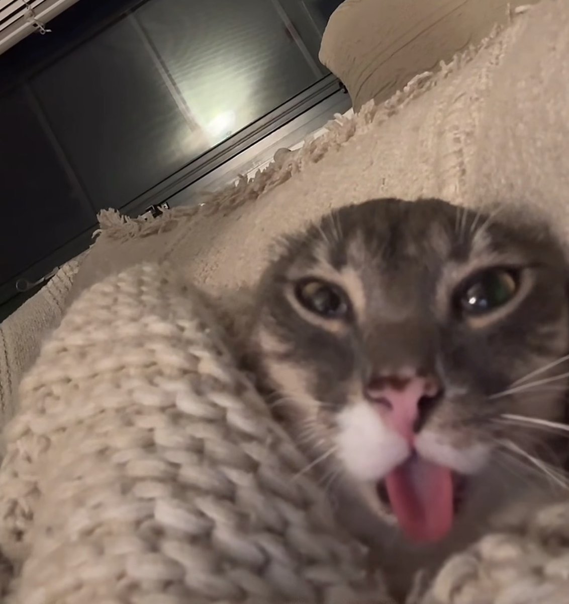 raccoon aesthetic. tweet media