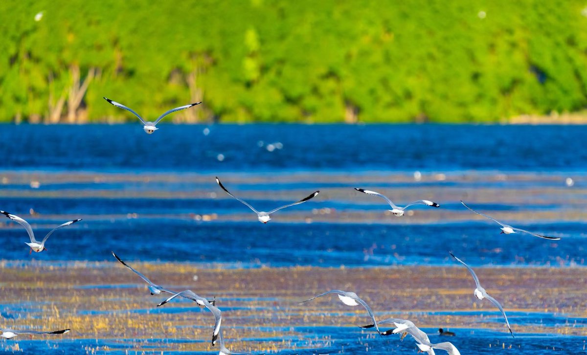 🇨🇳种花家追讯狂兔（互fo💯💯💯） tweet media