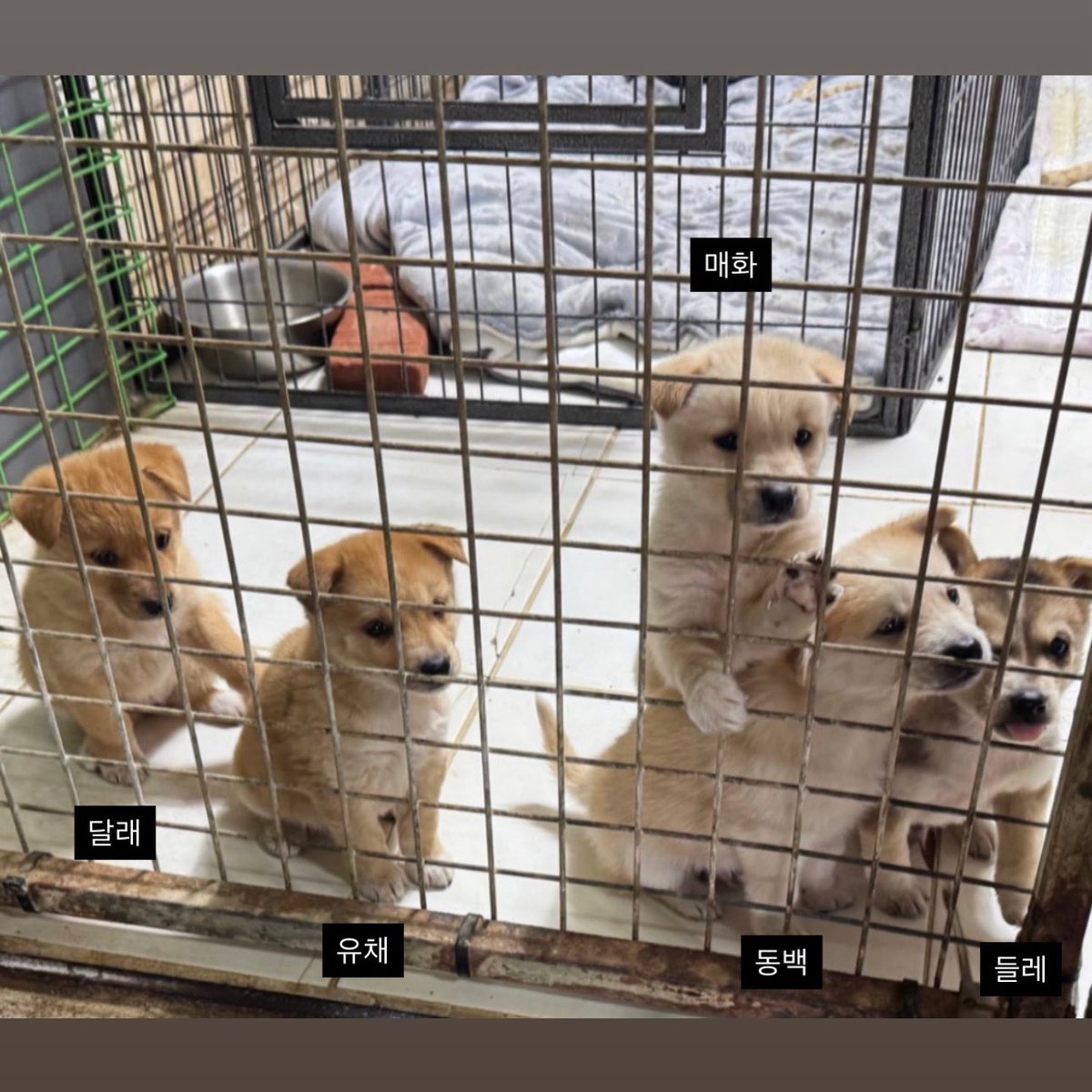 지니아갓쉬 진예애깃쉬 tweet media