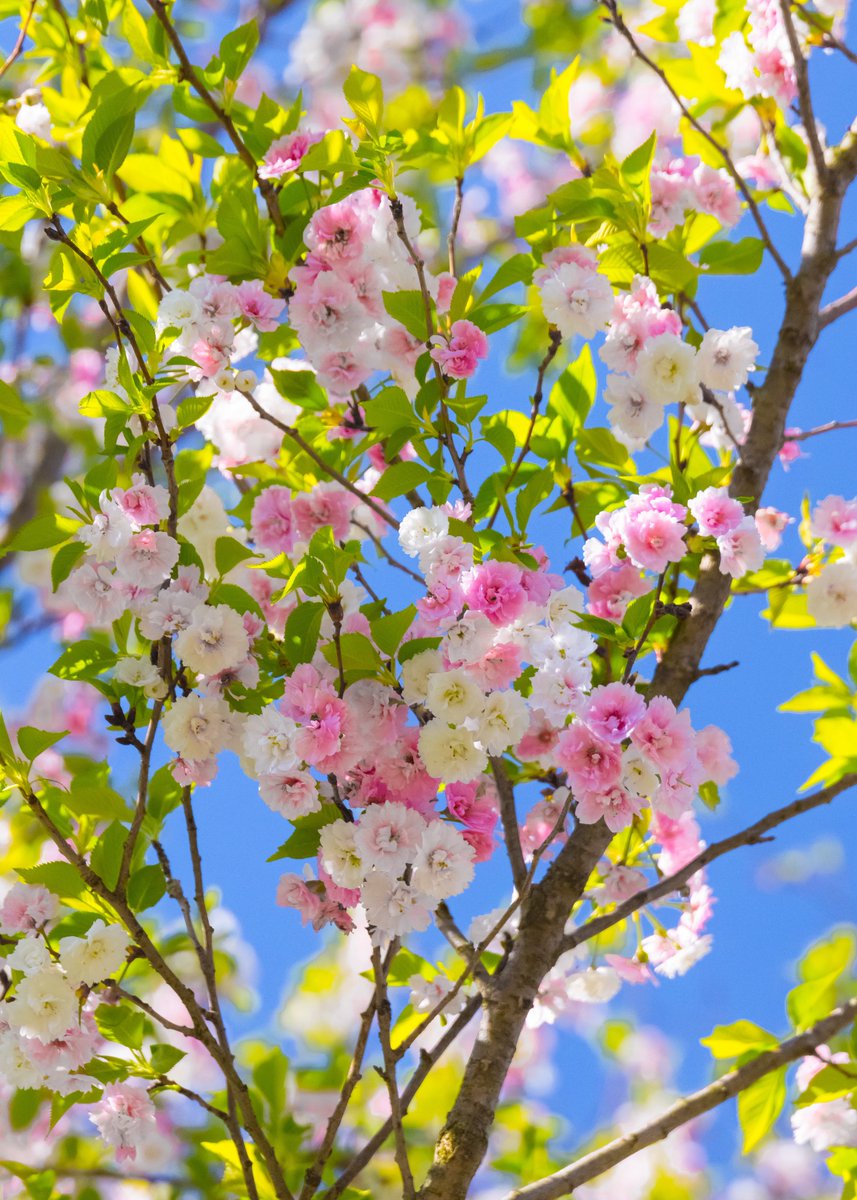近所でカラフルな可愛い春を見つけました🌸
品種が分かる方がいたら教えてください！
