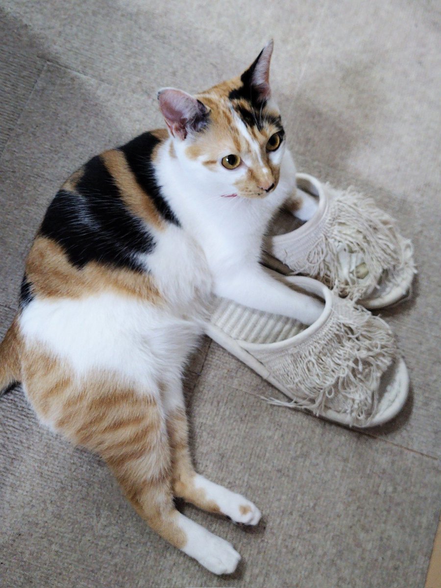 凛🐾お返事遅れがちで申し訳ありません🙇‍♀️💦 tweet media