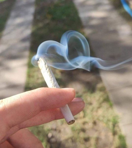 SpaceCannabis 🍃 tweet media