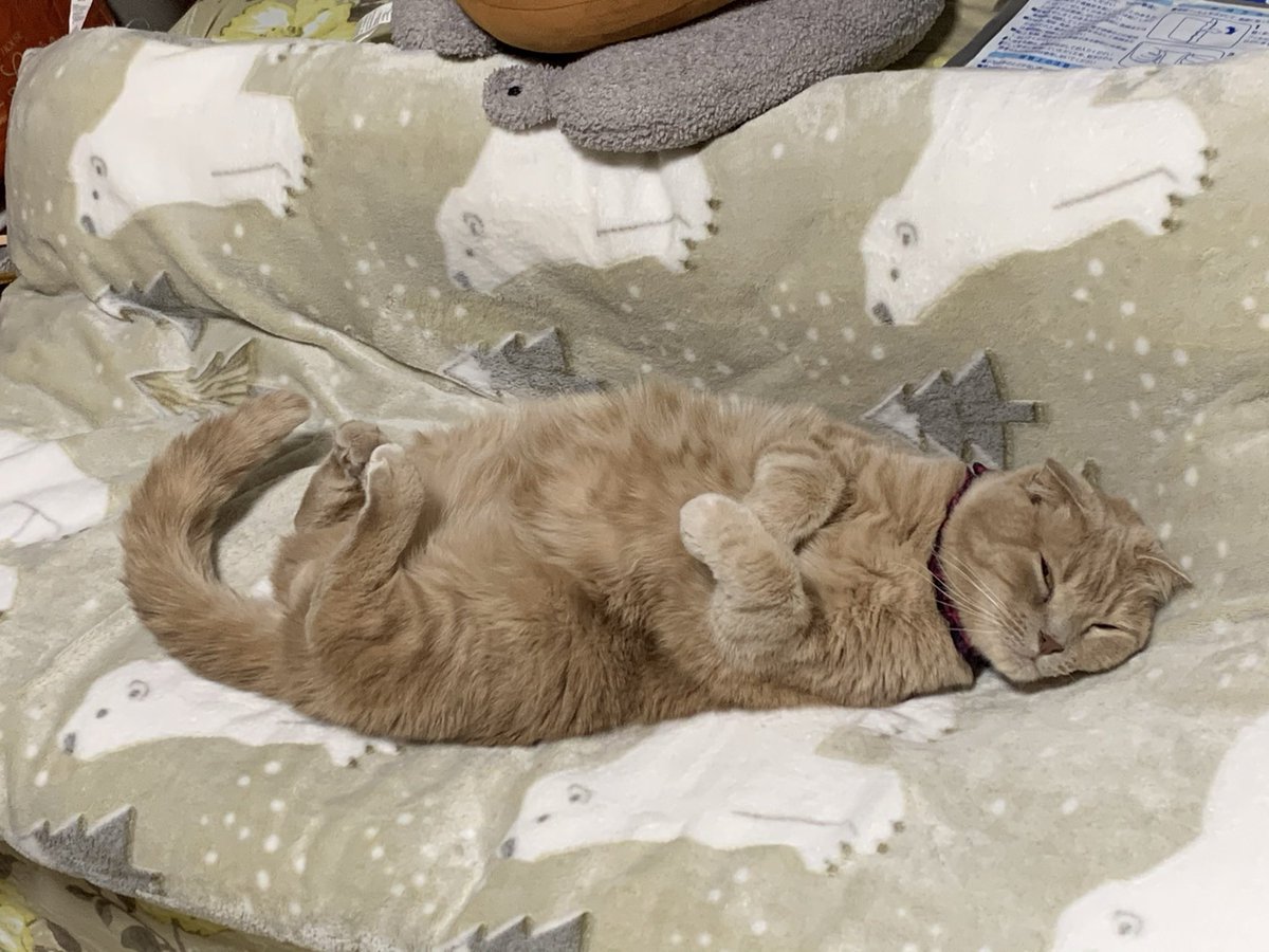 0711suzu's tweet photo. まーくんのおねんね姿
可愛い"(∩>ω<∩)"(ᐡ⩌⩊⩌ᐡ)💤🩷 https://t.co/hvvH2g86ZZ