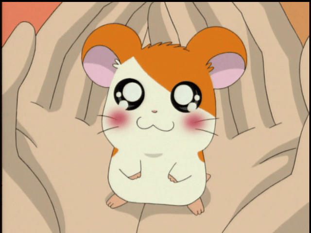 Hamtaro・ハム太郎 tweet media