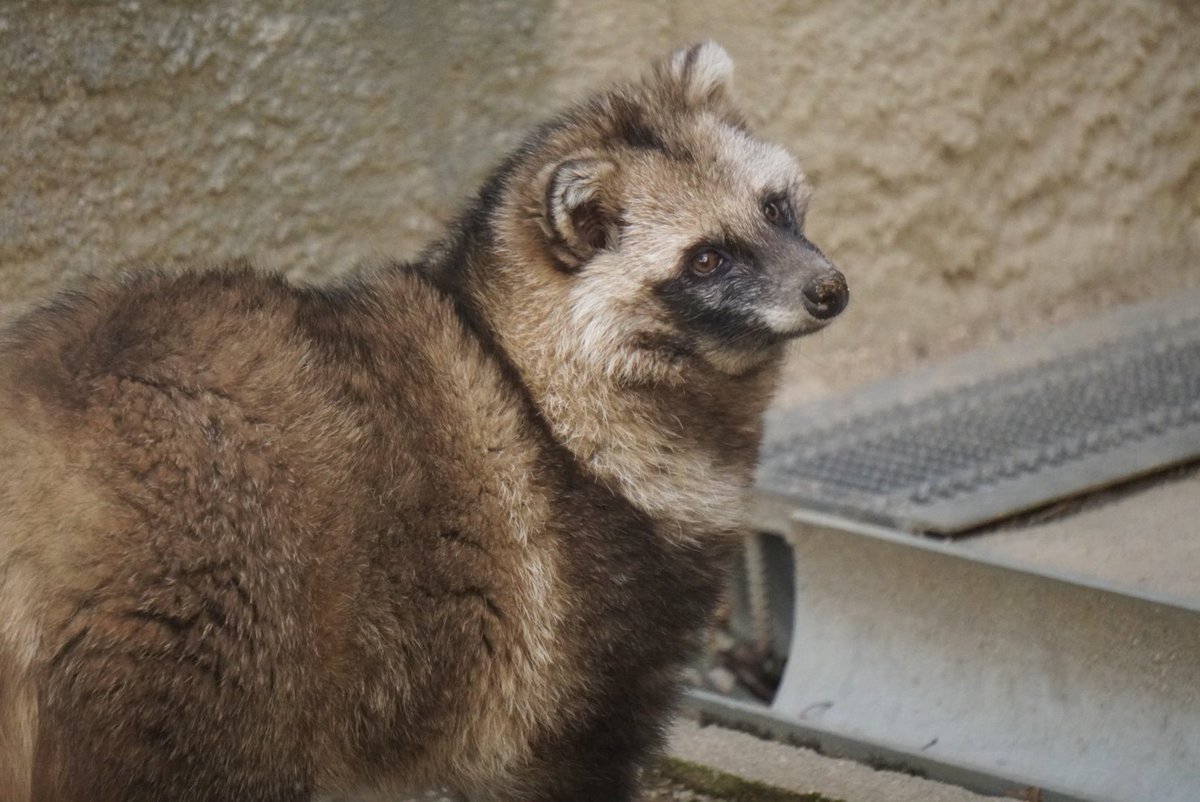 たちだコロネ tweet media