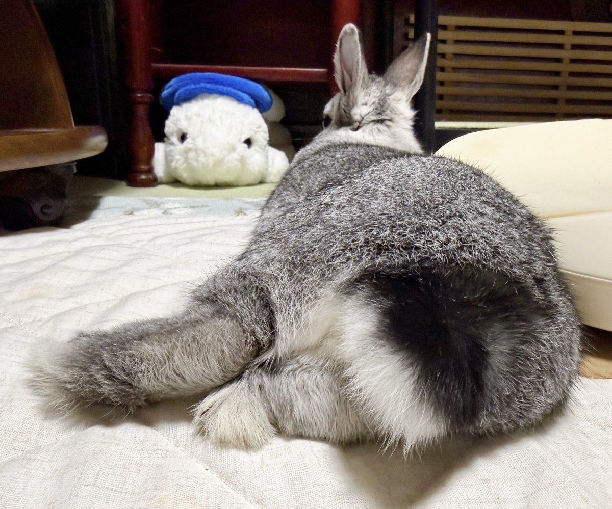 바람（baram）ちゃん tweet media